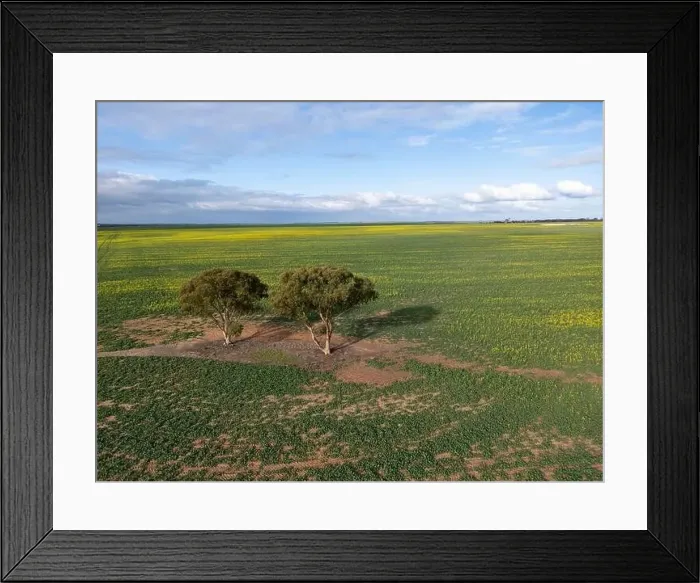 Framed Print : Early canola crop in the Western Australian wheat belt Framed Print : Early canola crop in the Western Australian wheat belt