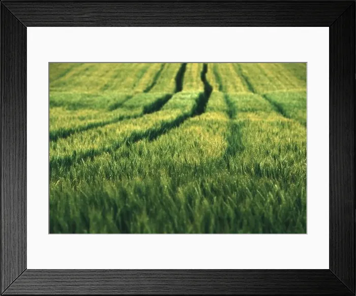 Framed Print : Aerial shot of green wheat field with tractor tire marks in spring sunset, selective focus Framed Print : Aerial shot of green wheat field with tractor tire marks in spring sunset, selective focus