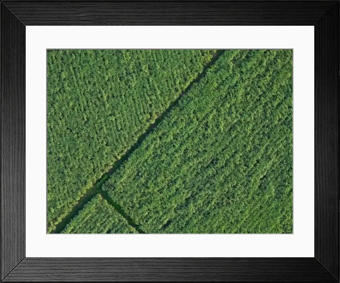 Framed Print : Sugar cane plant field above top drone view Framed Print : Sugar cane plant field above top drone view