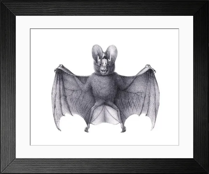 Framed Print : Bat illustration. Pencil sketch of a bat isolated on a plain white background Framed Print : Bat illustration. Pencil sketch of a bat isolated on a plain white background