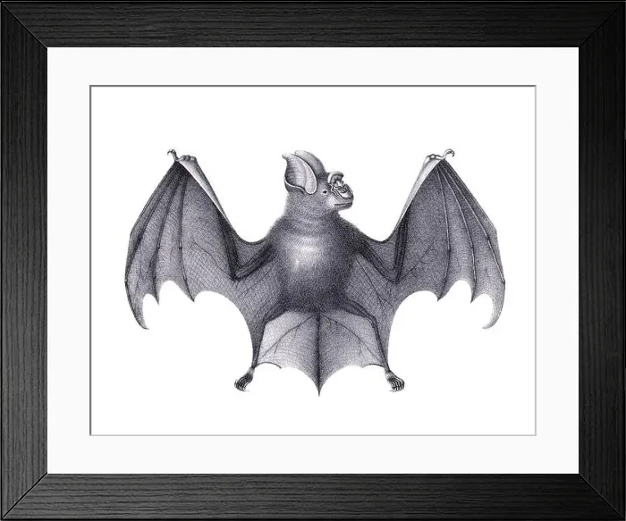 Framed Print : Bat illustration. Pencil sketch of a bat isolated on a plain white background Framed Print : Bat illustration. Pencil sketch of a bat isolated on a plain white background