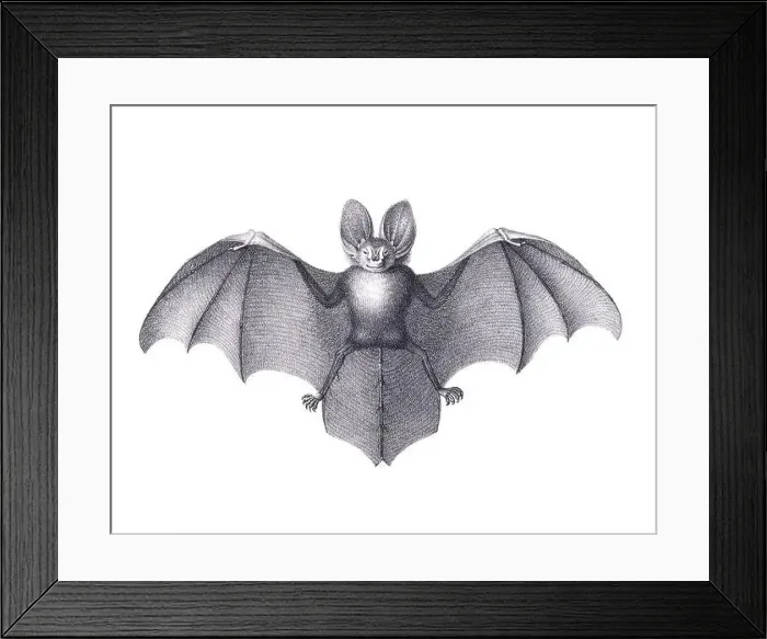 Framed Print : Bat illustration. Pencil sketch of a bat isolated on a plain white background Framed Print : Bat illustration. Pencil sketch of a bat isolated on a plain white background