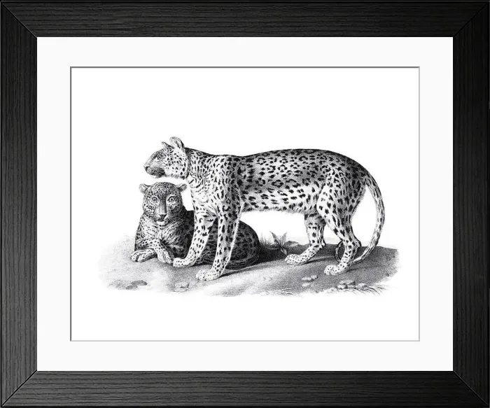 Framed Print : Leopard illustration. Pencil sketch of a leopard isolated on a plain white background Framed Print : Leopard illustration. Pencil sketch of a leopard isolated on a plain white background