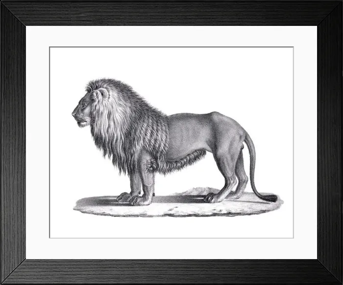 Framed Print : Lion illustration. Pencil sketch of a lion isolated on a plain white background Framed Print : Lion illustration. Pencil sketch of a lion isolated on a plain white background