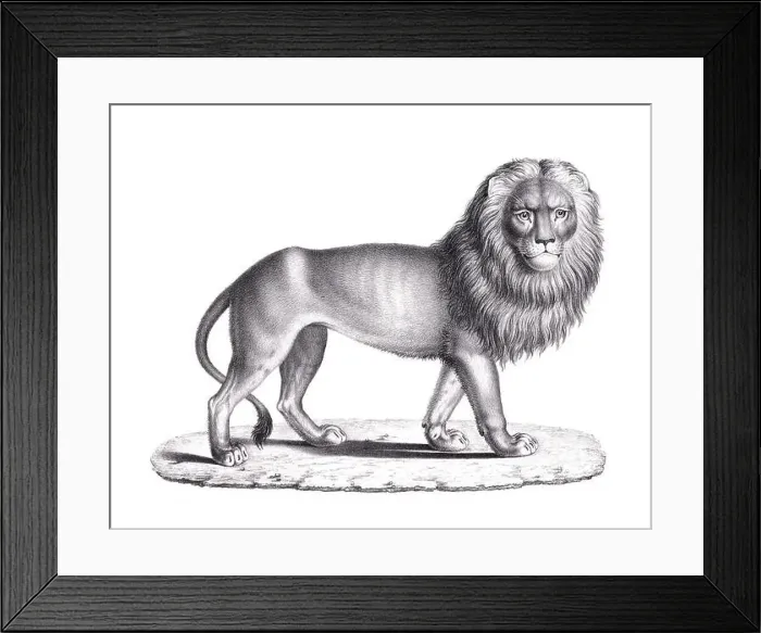 Framed Print : Lion illustration. Pencil sketch of a lion isolated on a plain white background Framed Print : Lion illustration. Pencil sketch of a lion isolated on a plain white background