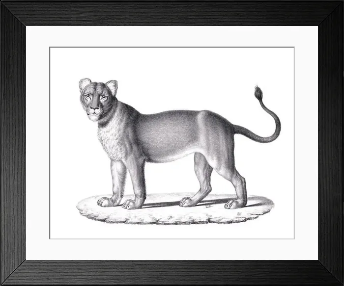 Framed Print : Lioness illustration. Pencil sketch of a lioness isolated on a plain white background Framed Print : Lioness illustration. Pencil sketch of a lioness isolated on a plain white background