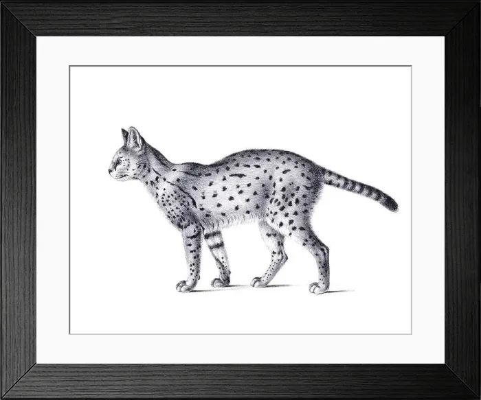 Framed Print : Serval illustration. Pencil sketch of a serval isolated on a plain white background Framed Print : Serval illustration. Pencil sketch of a serval isolated on a plain white background