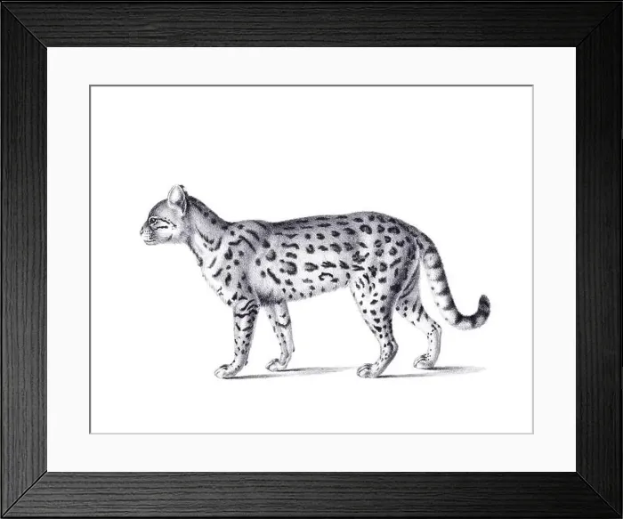 Framed Print : Ceylon cat illustration. Pencil sketch of a Ceylon cat isolated on a plain white background Framed Print : Ceylon cat illustration. Pencil sketch of a Ceylon cat isolated on a plain white background