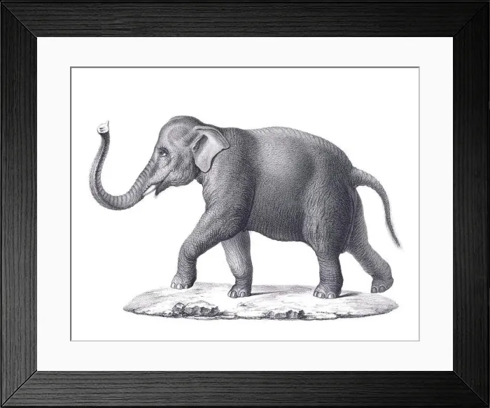 Framed Print : Elephant illustration. Pencil sketch of an elephant isolated on a plain white background Framed Print : Elephant illustration. Pencil sketch of an elephant isolated on a plain white background