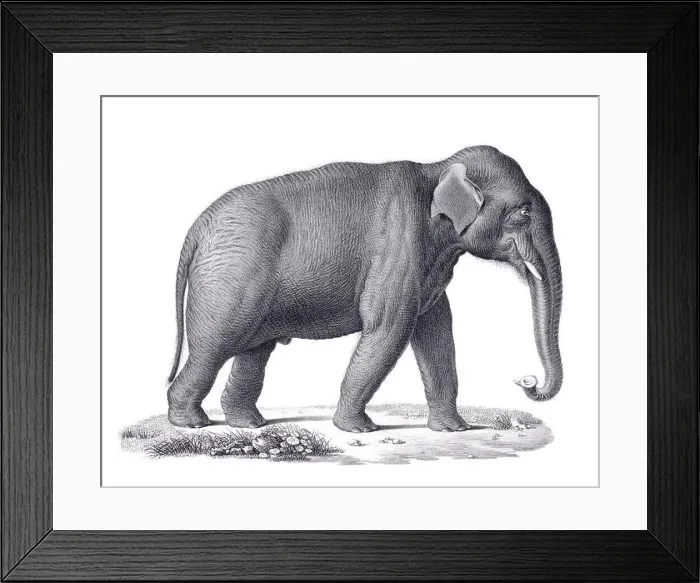 Framed Print : Elephant illustration. Pencil sketch of an elephant isolated on a plain white background Framed Print : Elephant illustration. Pencil sketch of an elephant isolated on a plain white background