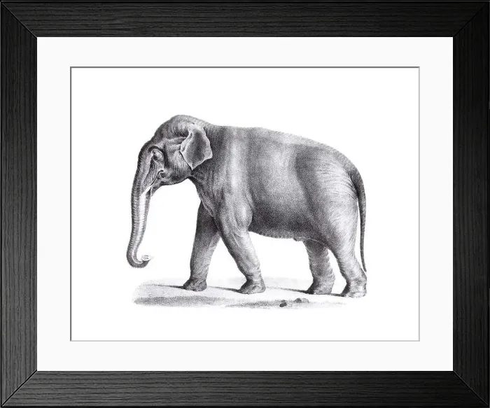 Framed Print : Elephant illustration. Pencil sketch of an elephant isolated on a plain white background Framed Print : Elephant illustration. Pencil sketch of an elephant isolated on a plain white background