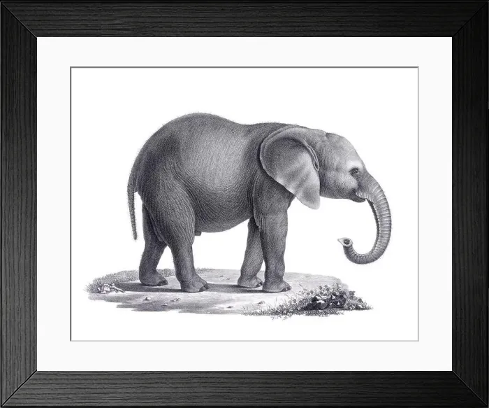 Framed Print : Elephant illustration. Pencil sketch of an elephant isolated on a plain white background Framed Print : Elephant illustration. Pencil sketch of an elephant isolated on a plain white background