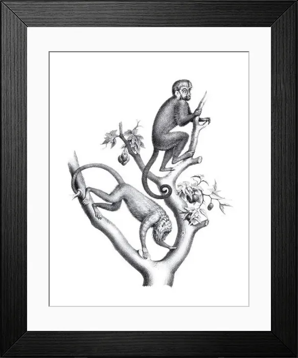 Framed Print : Monkeys illustration. Pencil sketch of monkeys isolated on a plain white background Framed Print : Monkeys illustration. Pencil sketch of monkeys isolated on a plain white background