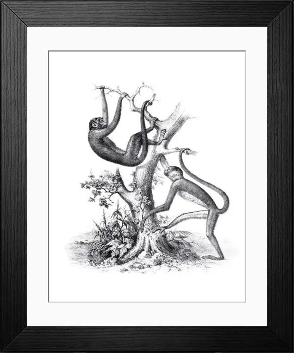 Framed Print : Monkeys illustration. Pencil sketch of monkeys isolated on a plain white background Framed Print : Monkeys illustration. Pencil sketch of monkeys isolated on a plain white background