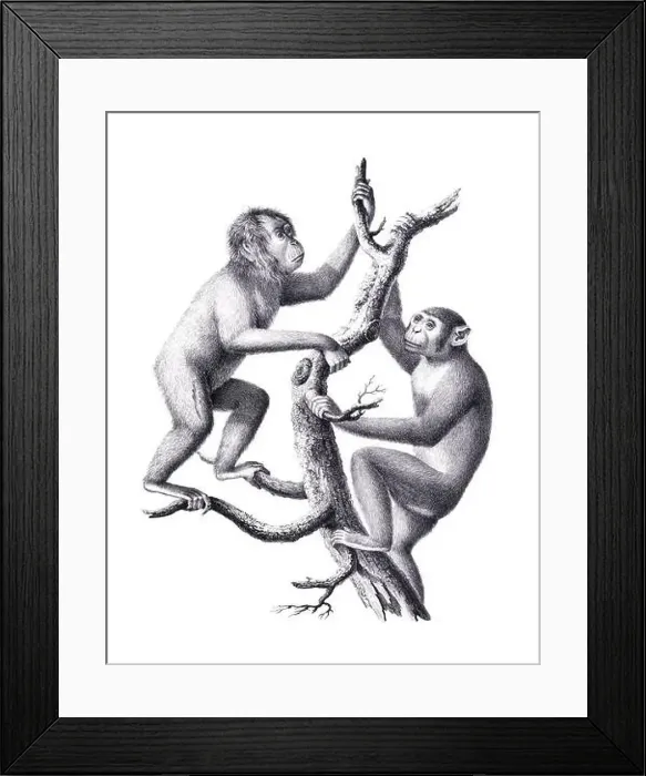 Framed Print : Monkeys illustration. Pencil sketch of monkeys isolated on a plain white background Framed Print : Monkeys illustration. Pencil sketch of monkeys isolated on a plain white background