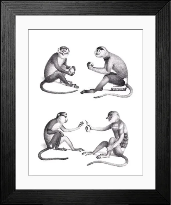 Framed Print : Monkeys illustration. Pencil sketch of monkeys isolated on a plain white background Framed Print : Monkeys illustration. Pencil sketch of monkeys isolated on a plain white background