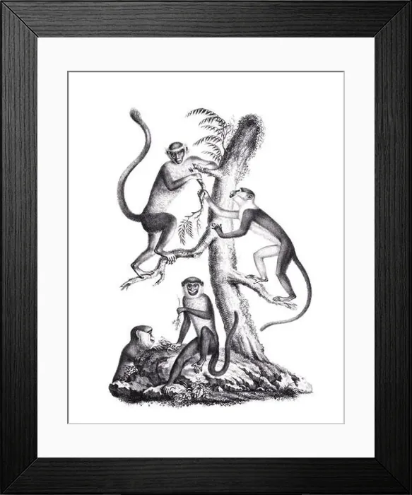 Framed Print : Monkeys illustration. Pencil sketch of monkeys isolated on a plain white background Framed Print : Monkeys illustration. Pencil sketch of monkeys isolated on a plain white background