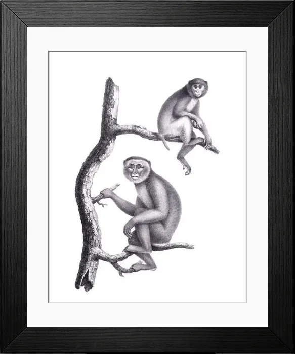 Framed Print : Monkeys illustration. Pencil sketch of monkeys isolated on a plain white background Framed Print : Monkeys illustration. Pencil sketch of monkeys isolated on a plain white background