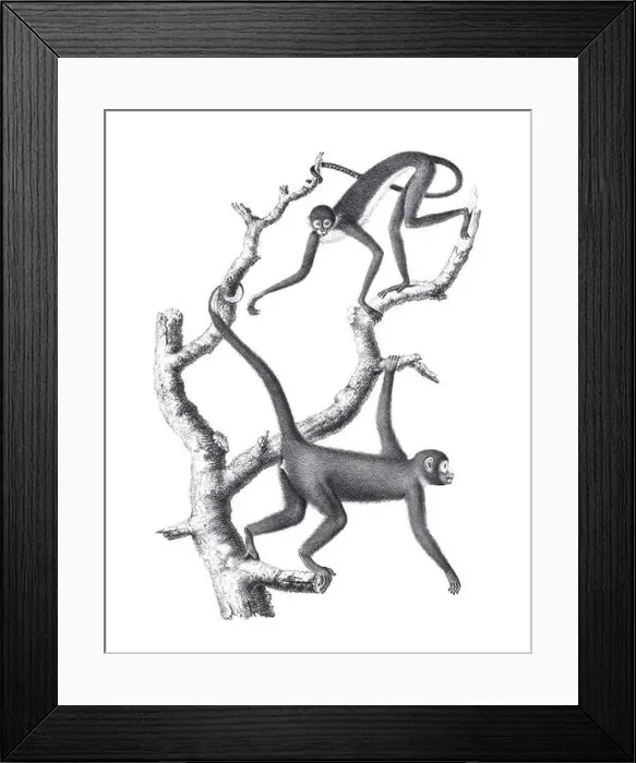 Framed Print : Monkeys illustration. Pencil sketch of monkeys isolated on a plain white background Framed Print : Monkeys illustration. Pencil sketch of monkeys isolated on a plain white background