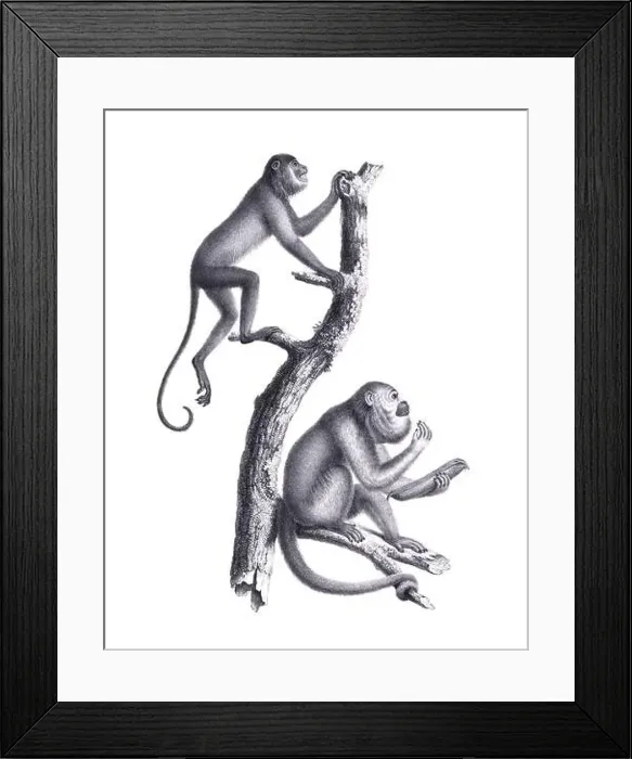 Framed Print : Monkeys illustration. Pencil sketch of monkeys isolated on a plain white background Framed Print : Monkeys illustration. Pencil sketch of monkeys isolated on a plain white background