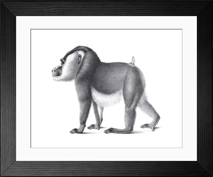 Framed Print : Monkey illustration. Pencil sketch of a monkey isolated on a plain white background Framed Print : Monkey illustration. Pencil sketch of a monkey isolated on a plain white background
