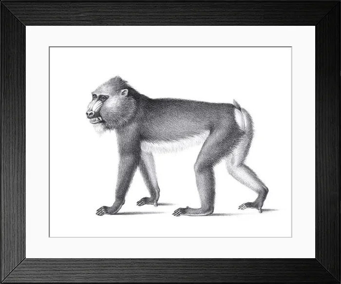 Framed Print : Monkey illustration. Pencil sketch of a monkey isolated on a plain white background Framed Print : Monkey illustration. Pencil sketch of a monkey isolated on a plain white background