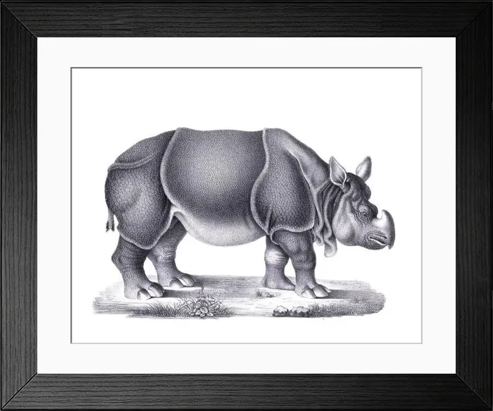 Framed Print : Rhinoceros illustration. Pencil sketch of a rhinoceros isolated on a plain white background Framed Print : Rhinoceros illustration. Pencil sketch of a rhinoceros isolated on a plain white background