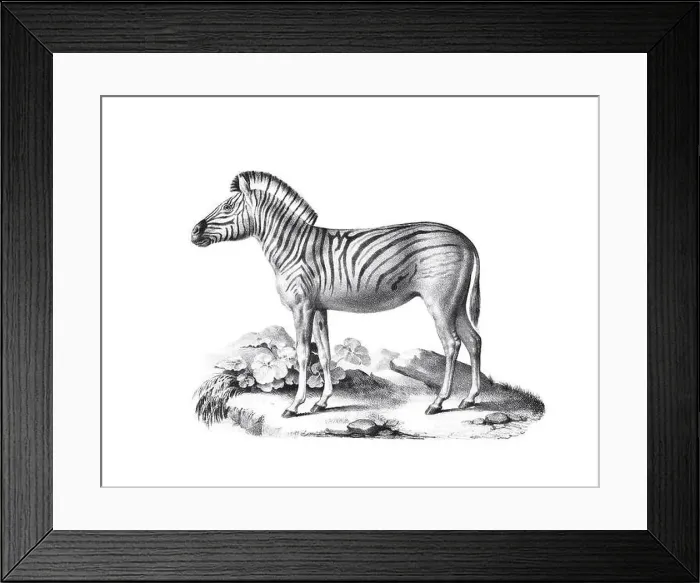 Framed Print : Zebra illustration. Pencil sketch of a zebra isolated on a plain white background Framed Print : Zebra illustration. Pencil sketch of a zebra isolated on a plain white background