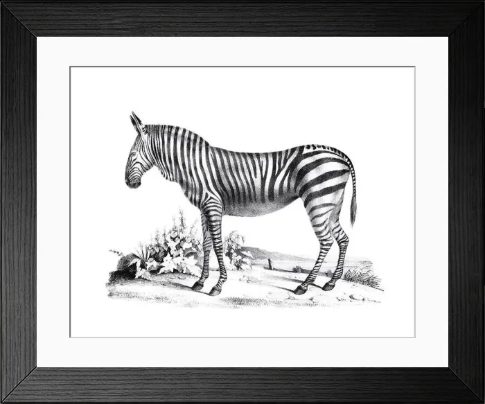Framed Print : Zebra illustration. Pencil sketch of a zebra isolated on a plain white background Framed Print : Zebra illustration. Pencil sketch of a zebra isolated on a plain white background