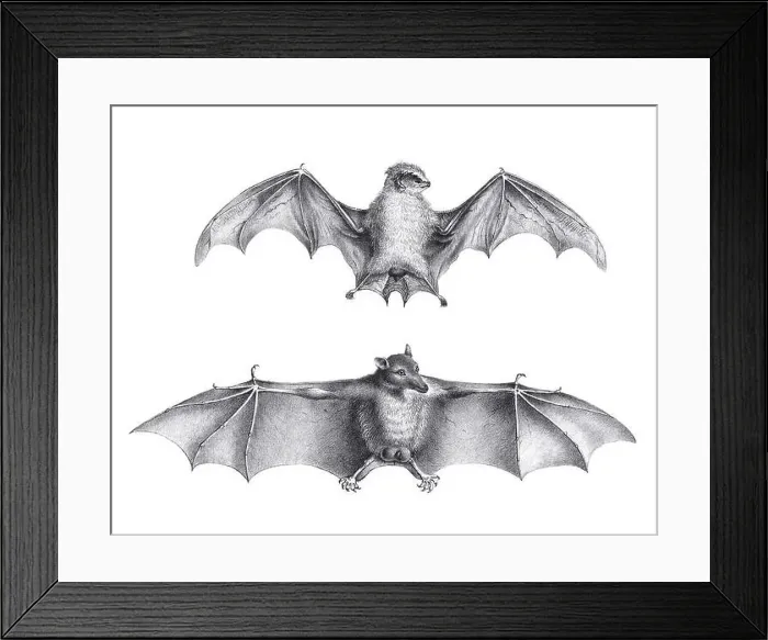 Framed Print : Bats illustration. Pencil sketch of bats isolated on a plain white background Framed Print : Bats illustration. Pencil sketch of bats isolated on a plain white background