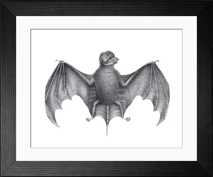 Framed Print : Bat illustration. Pencil sketch of a bat isolated on a plain white background Framed Print : Bat illustration. Pencil sketch of a bat isolated on a plain white background