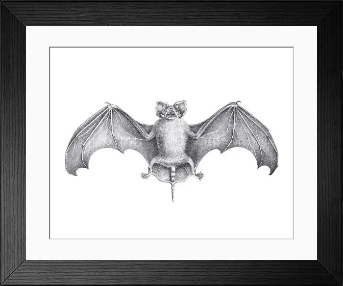 Framed Print : Bat illustration. Pencil sketch of a bat isolated on a plain white background Framed Print : Bat illustration. Pencil sketch of a bat isolated on a plain white background