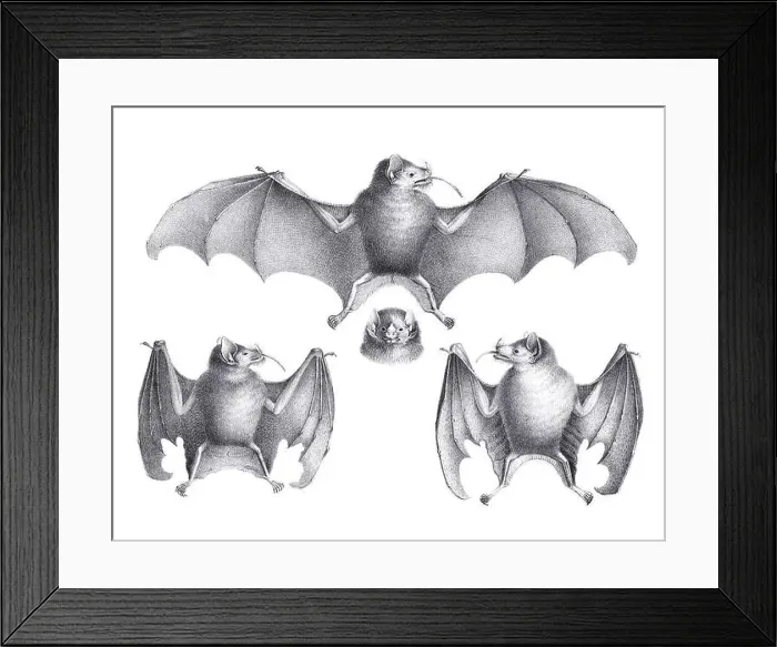 Framed Print : Bats illustration. Pencil sketch of bats isolated on a plain white background Framed Print : Bats illustration. Pencil sketch of bats isolated on a plain white background