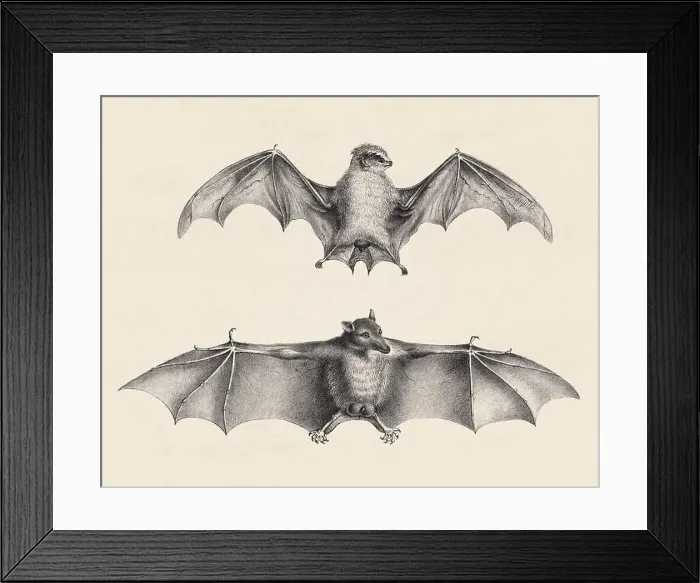 Framed Print : Bats illustration. Pencil sketch of bats isolated on an aged beige background Framed Print : Bats illustration. Pencil sketch of bats isolated on an aged beige background