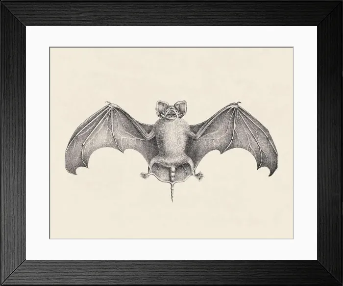 Framed Print : Bat illustration. Pencil sketch of a bat isolated on an aged beige background Framed Print : Bat illustration. Pencil sketch of a bat isolated on an aged beige background