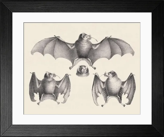 Framed Print : Bats illustration. Pencil sketch of bats isolated on an aged beige background Framed Print : Bats illustration. Pencil sketch of bats isolated on an aged beige background