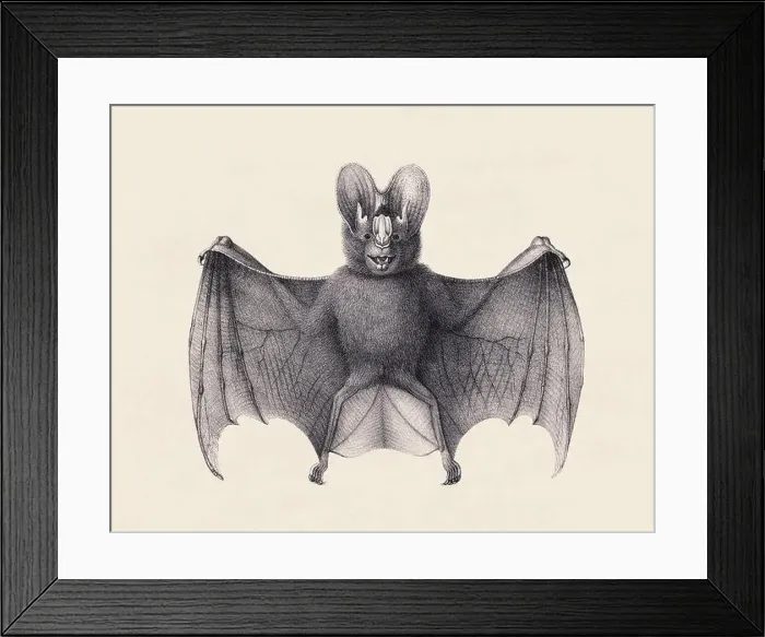 Framed Print : Bat illustration. Pencil sketch of a bat isolated on an aged beige background Framed Print : Bat illustration. Pencil sketch of a bat isolated on an aged beige background