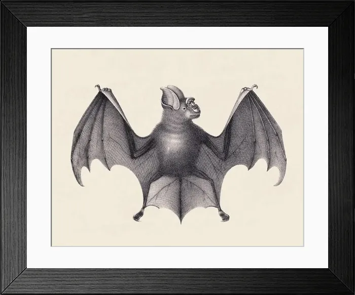 Framed Print : Bat illustration. Pencil sketch of a bat isolated on an aged beige background Framed Print : Bat illustration. Pencil sketch of a bat isolated on an aged beige background