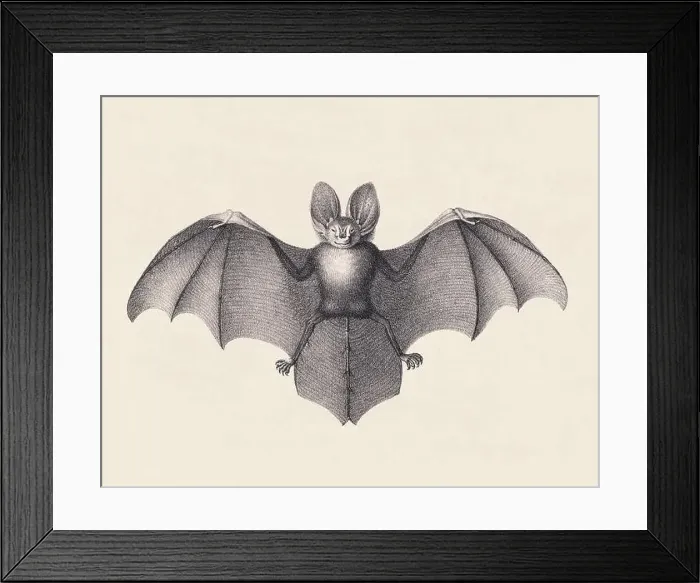 Framed Print : Bat illustration. Pencil sketch of a bat isolated on an aged beige background Framed Print : Bat illustration. Pencil sketch of a bat isolated on an aged beige background