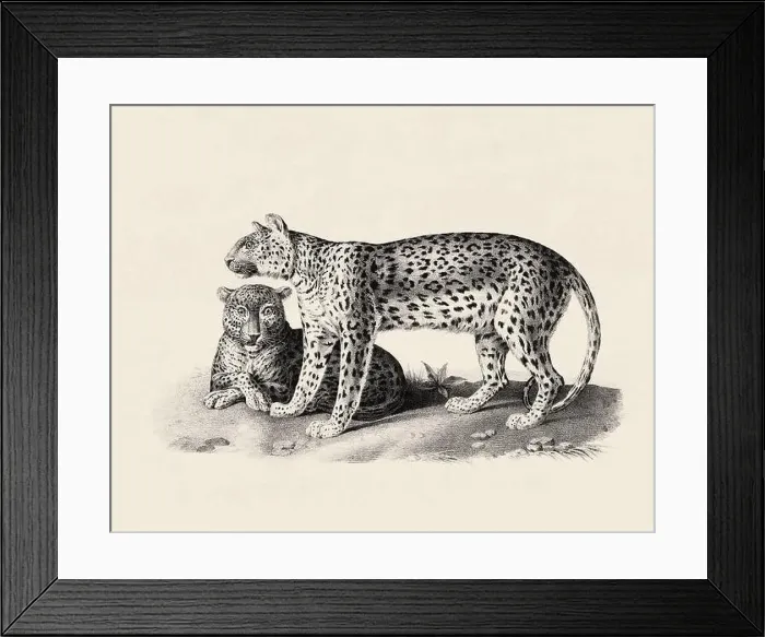 Framed Print : Leopard illustration. Pencil sketch of a leopard isolated on an aged beige background Framed Print : Leopard illustration. Pencil sketch of a leopard isolated on an aged beige background