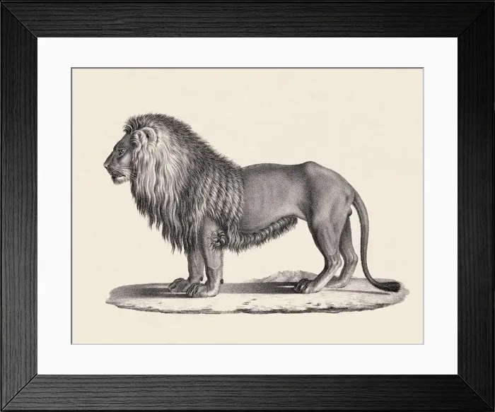 Framed Print : Lion illustration. Pencil sketch of a lion isolated on an aged beige background Framed Print : Lion illustration. Pencil sketch of a lion isolated on an aged beige background