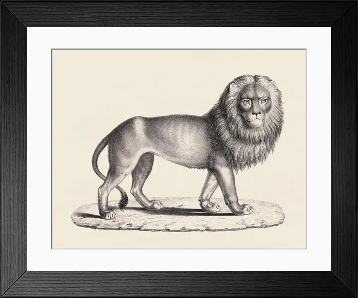 Framed Print : Lion illustration. Pencil sketch of a lion isolated on an aged beige background Framed Print : Lion illustration. Pencil sketch of a lion isolated on an aged beige background