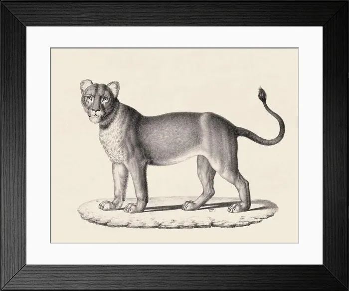 Framed Print : Lioness illustration. Pencil sketch of a lioness isolated on an aged beige background Framed Print : Lioness illustration. Pencil sketch of a lioness isolated on an aged beige background