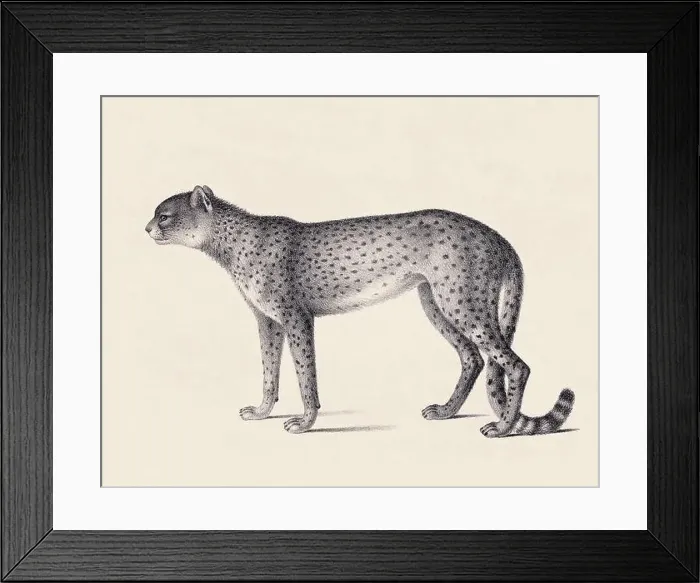 Framed Print : Cheetah illustration. Pencil sketch of a cheetah isolated on an aged beige background Framed Print : Cheetah illustration. Pencil sketch of a cheetah isolated on an aged beige background