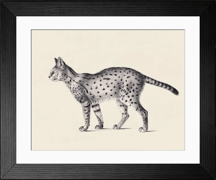 Framed Print : Serval illustration. Pencil sketch of a serval isolated on an aged beige background Framed Print : Serval illustration. Pencil sketch of a serval isolated on an aged beige background