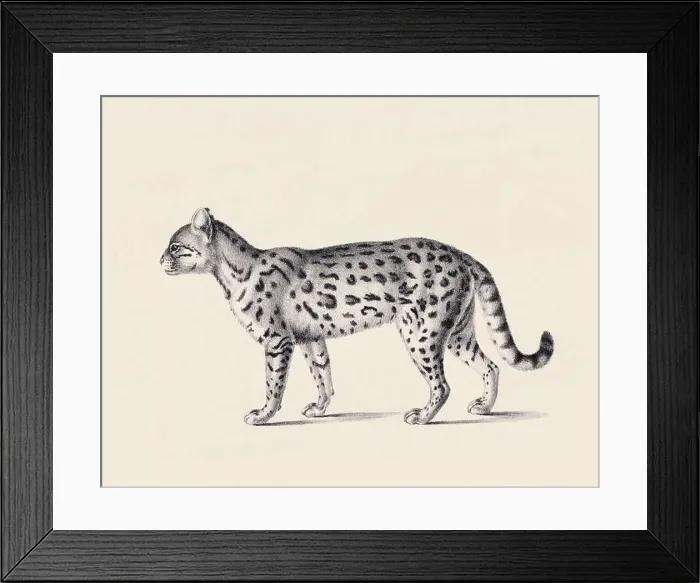 Framed Print : Ceylon cat illustration. Pencil sketch of a Ceylon cat isolated on an aged beige background Framed Print : Ceylon cat illustration. Pencil sketch of a Ceylon cat isolated on an aged beige background