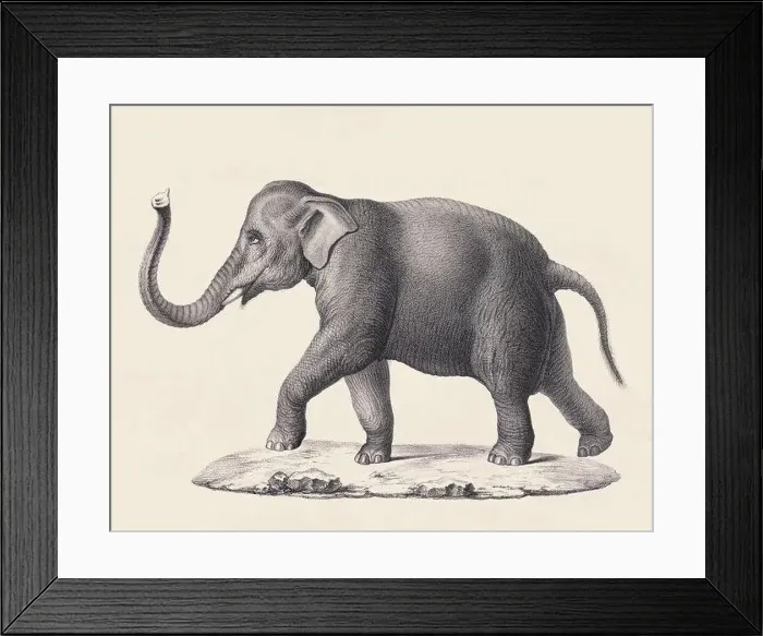 Framed Print : Elephant illustration. Pencil sketch of an elephant isolated on an aged beige background Framed Print : Elephant illustration. Pencil sketch of an elephant isolated on an aged beige background