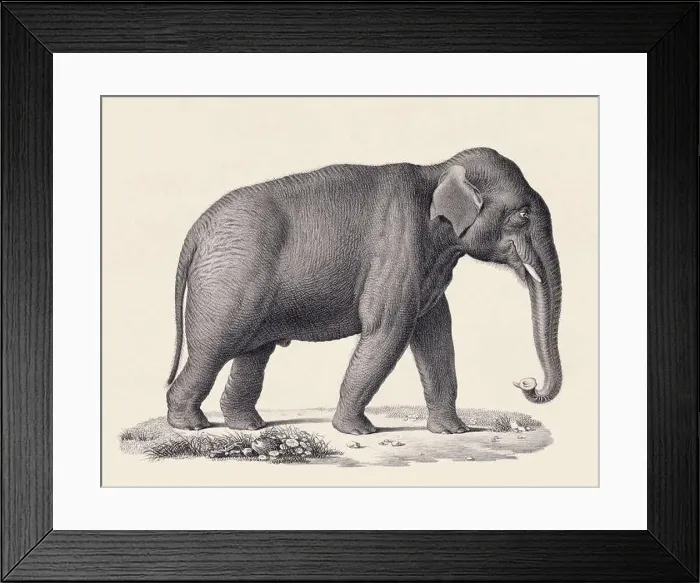 Framed Print : Elephant illustration. Pencil sketch of an elephant isolated on an aged beige background