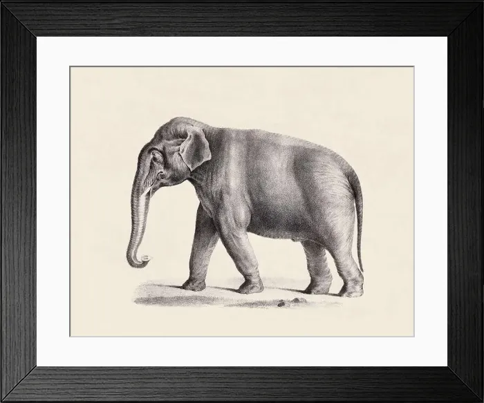 Framed Print : Elephant illustration. Pencil sketch of an elephant isolated on an aged beige background