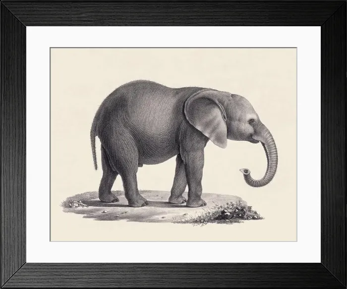 Framed Print : Elephant illustration. Pencil sketch of an elephant isolated on an aged beige background Framed Print : Elephant illustration. Pencil sketch of an elephant isolated on an aged beige background